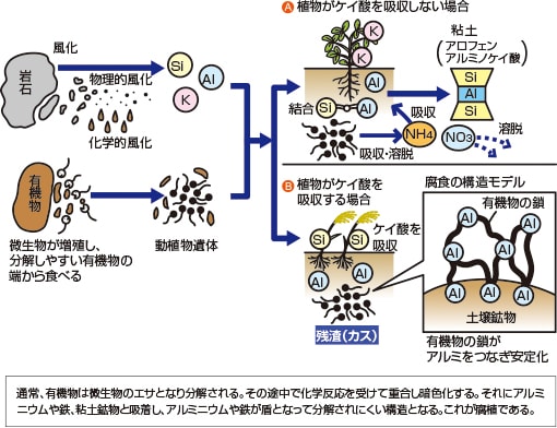 肥沃な土壌とは 腐植のおはなし 深掘 土づくり考 土づくりのススメ 営農plus 農業 ヤンマー