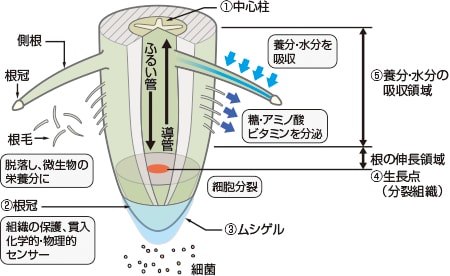 根とその周辺で 根圏 で起こっていること 深掘 土づくり考 土づくりのススメ 営農plus 農業 ヤンマー