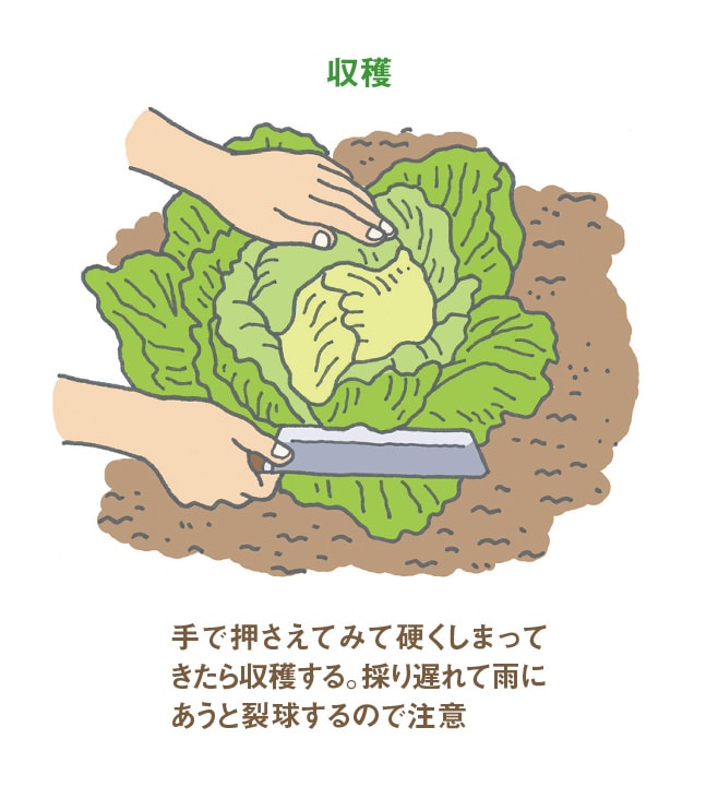 キャベツ 畑 で野菜栽培 ごちそう 家庭菜園 わたしのアグリライフ 農業 ヤンマー