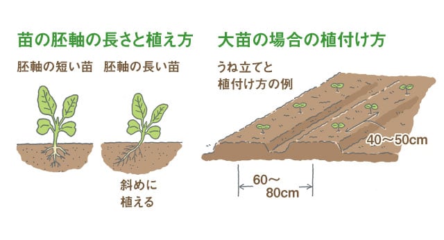 キャベツの定植