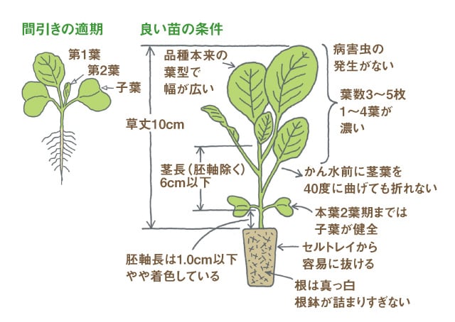 キャベツの育苗方法