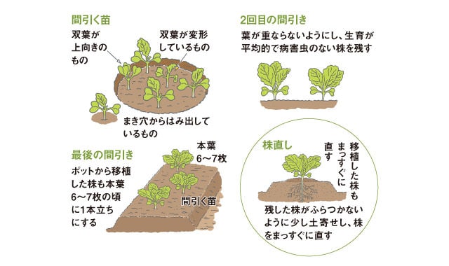 ハクサイの間引き