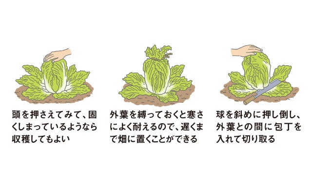 ハクサイ 畑 で野菜栽培 ごちそう 家庭菜園 わたしのアグリライフ 農業 ヤンマー