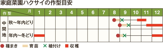 ハクサイ 畑 で野菜栽培 ごちそう 家庭菜園 わたしのアグリライフ 農業 ヤンマー