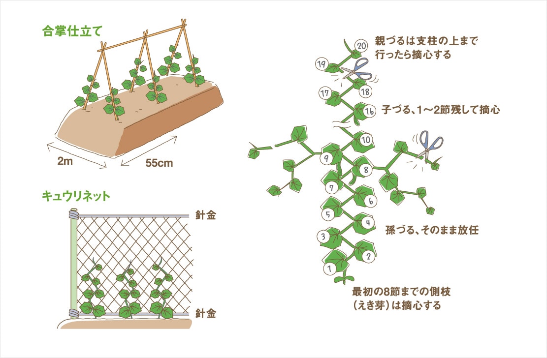 キュウリの整枝