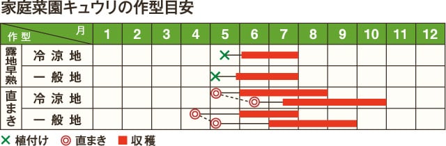 家庭菜園キュウリの作型目安