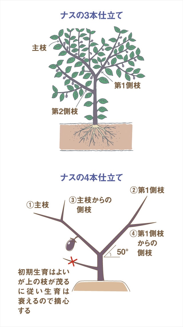 ナスの整枝