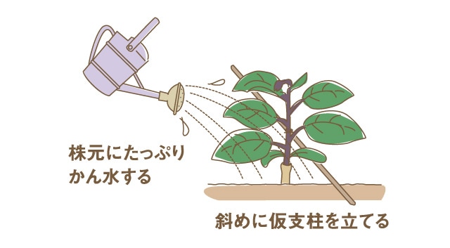 ナスの水やりのポイント