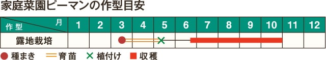 家庭菜園ピーマンの作型目安