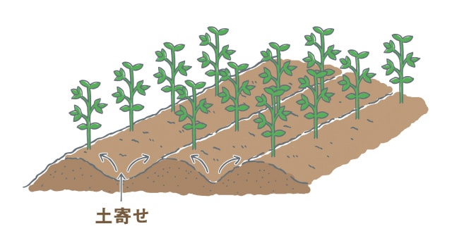 エダマメの土寄せ