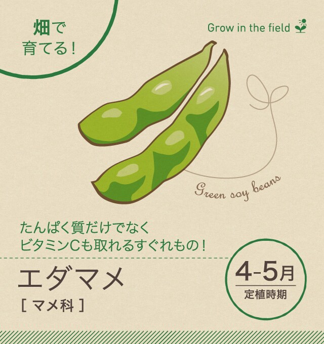 エダマメ 畑 で野菜栽培 ごちそう 家庭菜園 わたしのアグリライフ 農業 ヤンマー