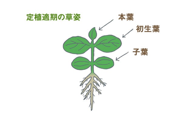 エダマメの定植