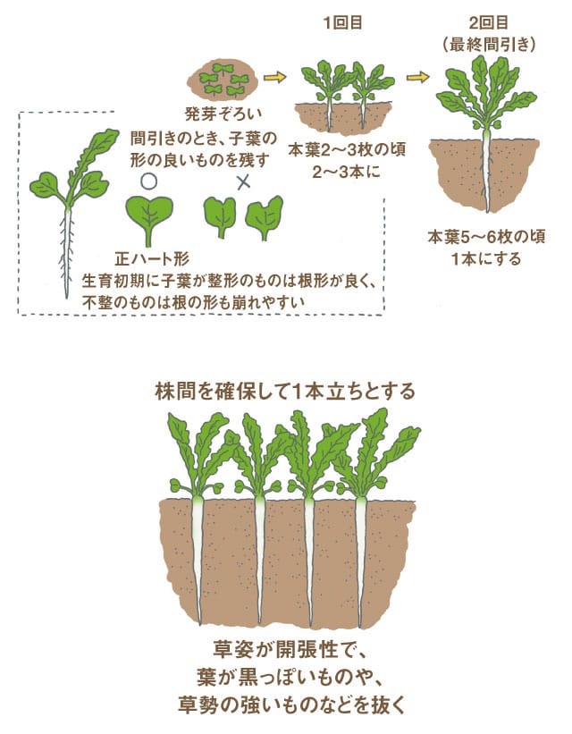 ダイコン 畑 で野菜栽培 ごちそう 家庭菜園 わたしのアグリライフ 農業 ヤンマー