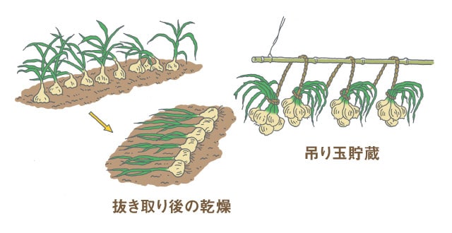 タマネギの収穫方法