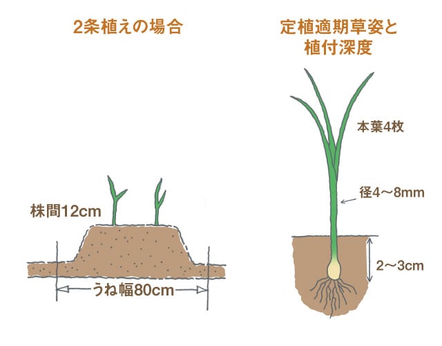 タマネギ苗の植付深土