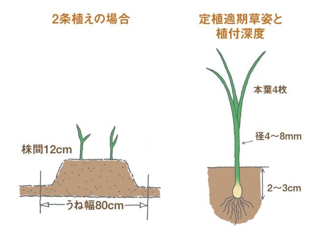 タマネギ 畑 で野菜栽培 ごちそう 家庭菜園 わたしのアグリライフ 農業 ヤンマー