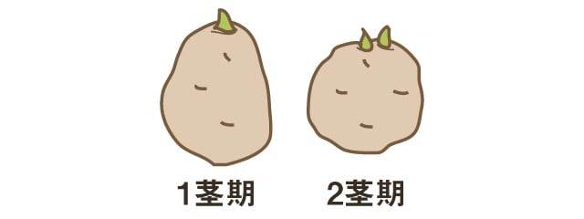 ジャガイモの適齢