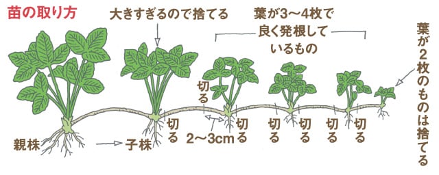 イチゴ 畑 で野菜栽培 ごちそう 家庭菜園 わたしのアグリライフ 農業 ヤンマー