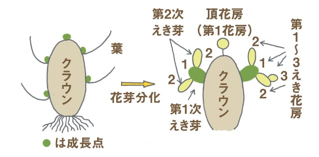 イチゴ 畑 で野菜栽培 ごちそう 家庭菜園 わたしのアグリライフ 農業 ヤンマー