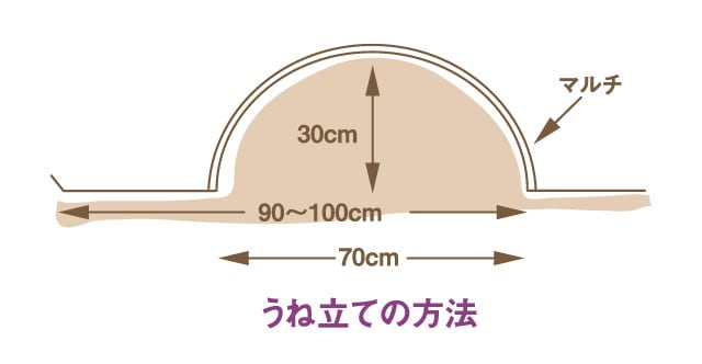 サツマイモ畑の準備