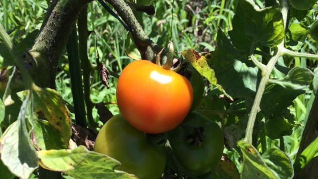 トマト 畑 で野菜栽培 ごちそう 家庭菜園 わたしのアグリライフ 農業 ヤンマー