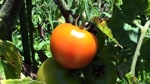 トマト栽培の基本