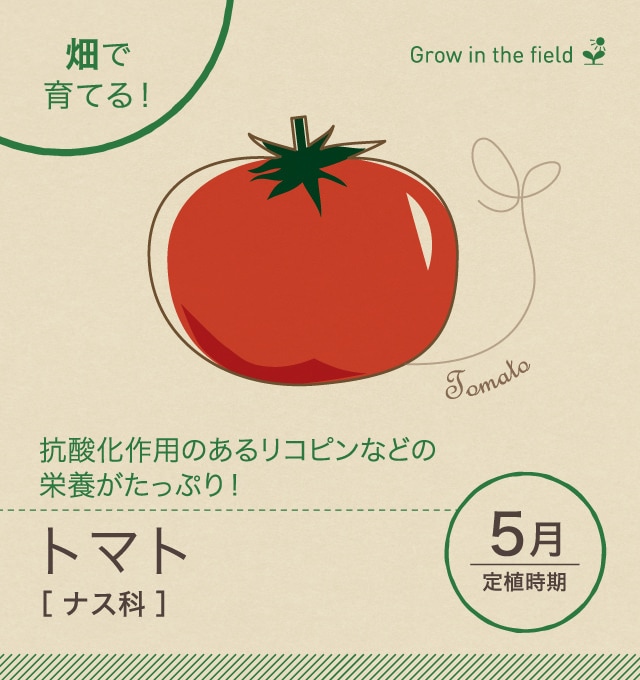植える 時期 トマト トマトの種まき方法－時期、発芽適温、発芽日数、発芽難易度－難しい？簡単？