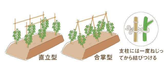 トマトの支柱立て