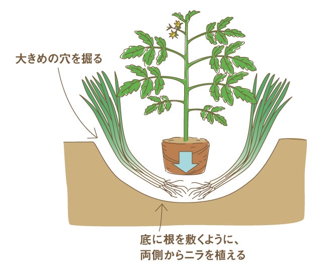 トマト 畑 で野菜栽培 ごちそう 家庭菜園 わたしのアグリライフ 農業 ヤンマー