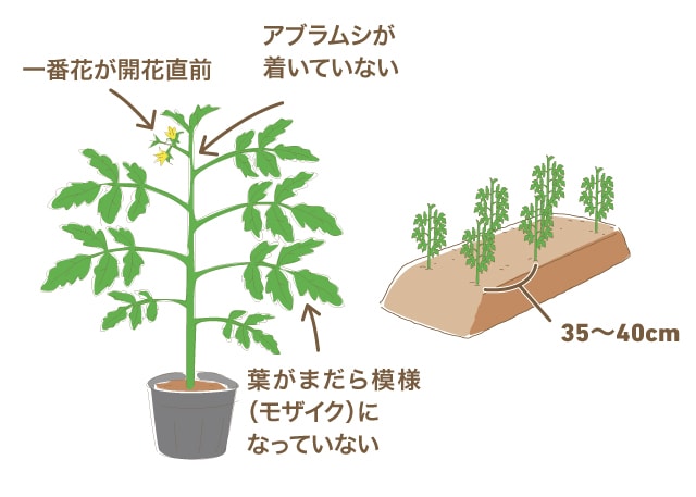 トマトの定植