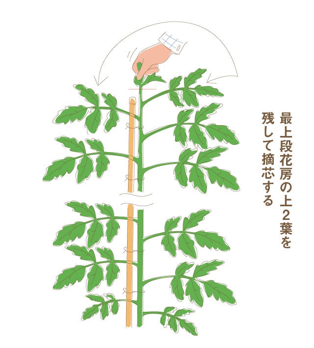 トマトの摘芯