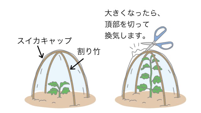 スイカの定植