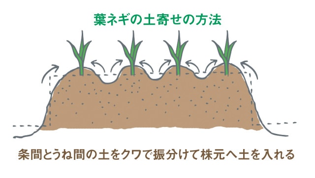 葉ネギの土寄せの方法
