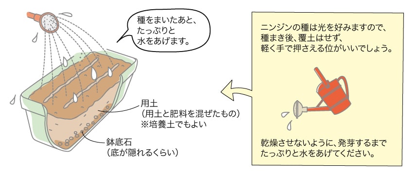 ミニニンジン ベランダ で野菜栽培 ごちそう 家庭菜園 わたしのアグリライフ 農業 ヤンマー