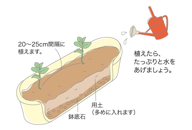 ソラマメの定植