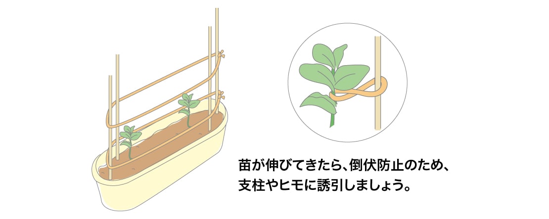 ソラマメの支柱