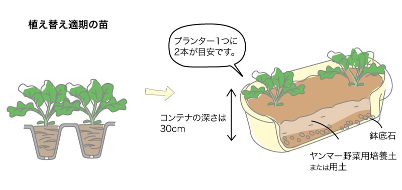 ブロッコリーの苗と定植