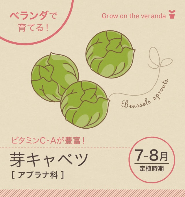 芽キャベツ ベランダ で野菜栽培 ごちそう 家庭菜園 わたしのアグリライフ 農業 ヤンマー