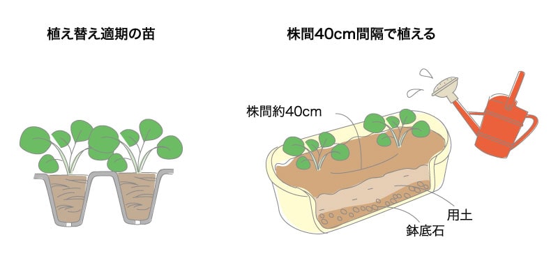 芽キャベツ ベランダ で野菜栽培 ごちそう 家庭菜園 わたしのアグリライフ 農業 ヤンマー