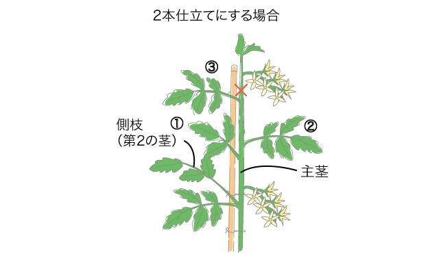 仕立て ミニ トマト 2 本