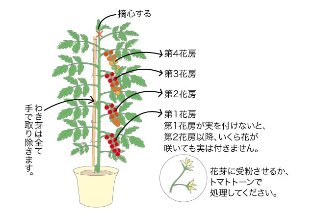 ミニトマト ベランダ で野菜栽培 ごちそう 家庭菜園 わたしのアグリライフ 農業 ヤンマー