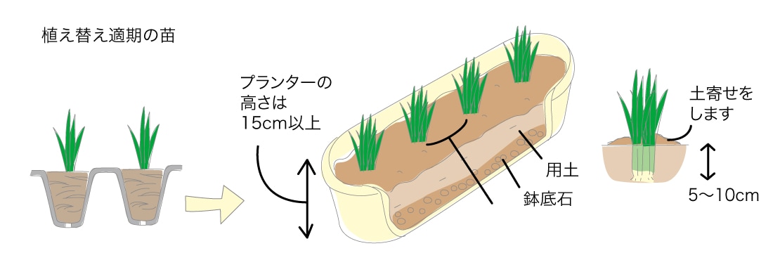 ニラの植え替え