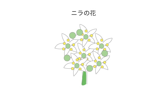ニラの花
