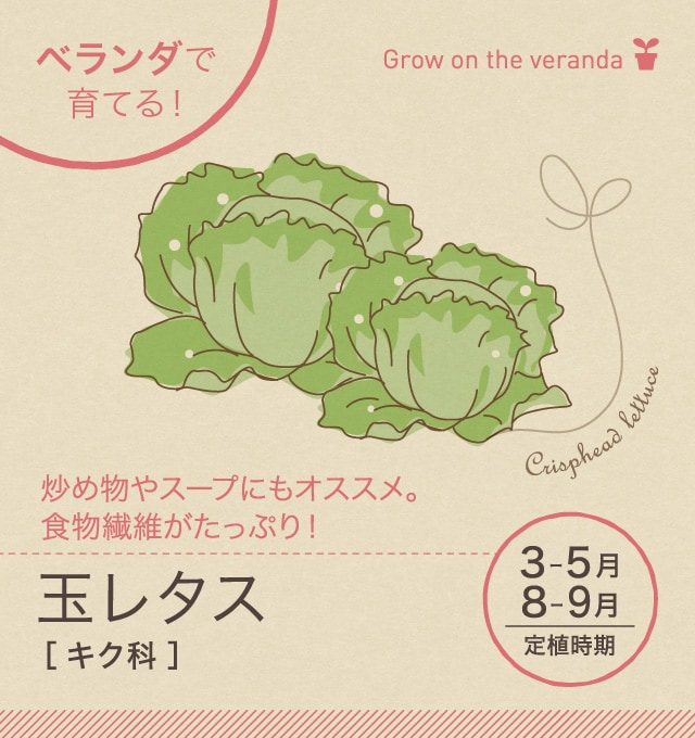 玉レタス ベランダ で野菜栽培 ごちそう 家庭菜園 わたしのアグリライフ 農業 ヤンマー