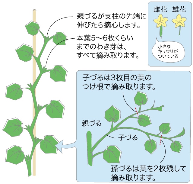 キュウリ ベランダ で野菜栽培 ごちそう 家庭菜園 わたしのアグリライフ 農業 ヤンマー