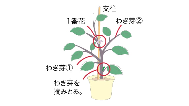 ナス ベランダ で野菜栽培 ごちそう 家庭菜園 わたしのアグリライフ 農業 ヤンマー