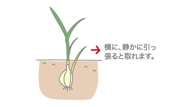 ニンニク ベランダ で野菜栽培 ごちそう 家庭菜園 わたしのアグリライフ 農業 ヤンマー