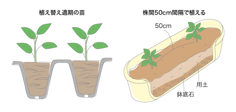 ピーマン ベランダ で野菜栽培 ごちそう 家庭菜園 わたしのアグリライフ 農業 ヤンマー