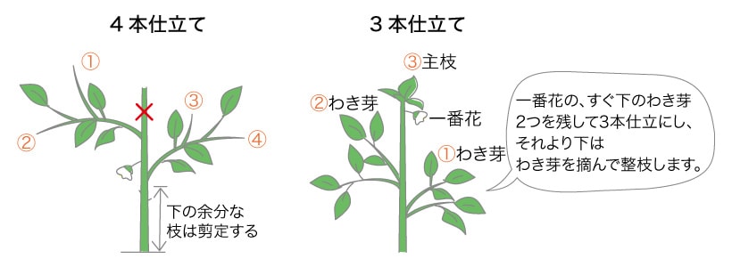 ピーマン ベランダ で野菜栽培 ごちそう 家庭菜園 わたしのアグリライフ 農業 ヤンマー