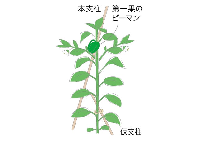 ピーマン ベランダ で野菜栽培 ごちそう 家庭菜園 わたしのアグリライフ 農業 ヤンマー